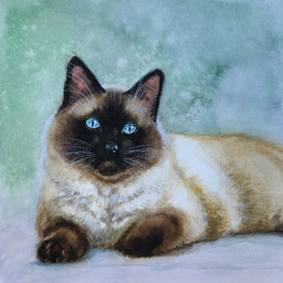 “Siamkatze“, Aquarell, ca. 47x28 cm